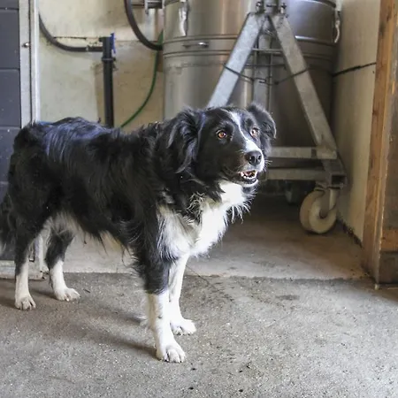 Pfefferbauer Farm stay Saalbach-Hinterglemm