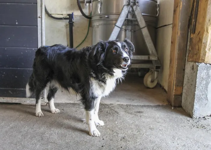 Pfefferbauer Κατάλυμα σε φάρμα Σάαλμπαχ-Χίντεργκλεμ